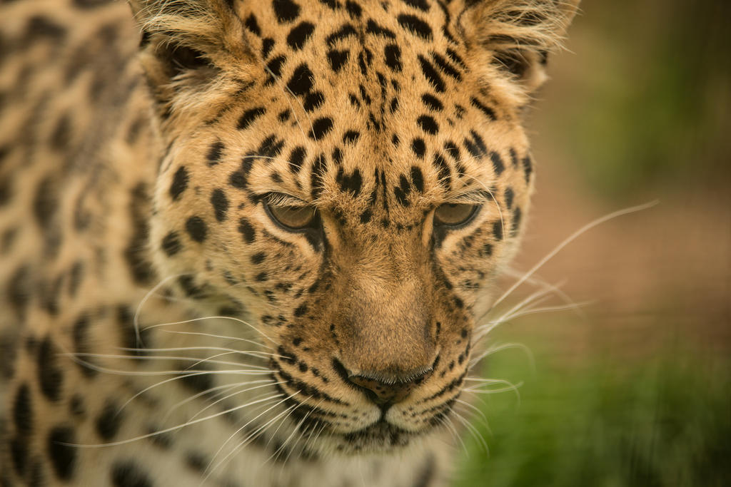 El jaguar continúa en riesgo de extinción en México