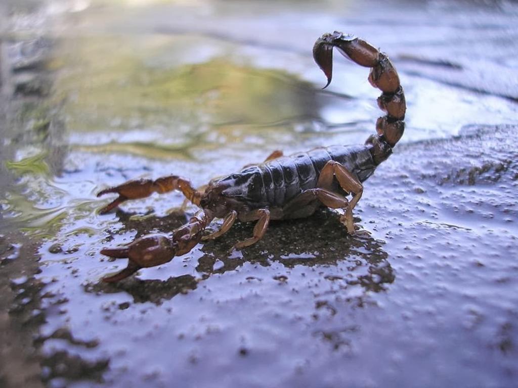 Escorpión pica a una pasajera en pleno vuelo