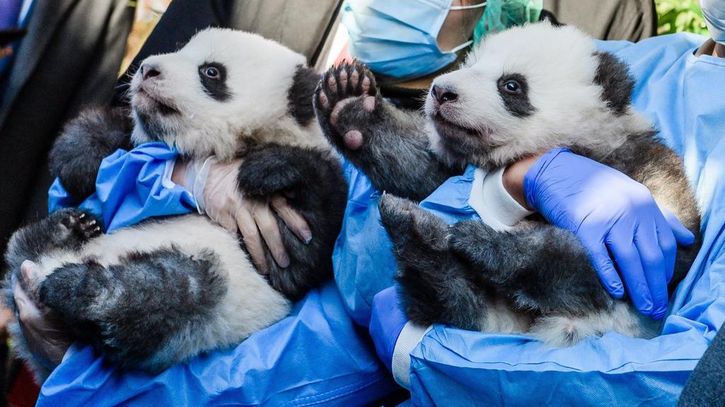 Presentan a dos cachorros de panda en el zoológico de Berlín