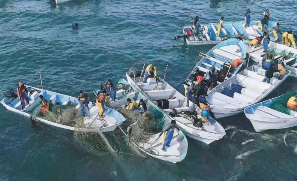 Alertan por pesca ilegal de totoaba en Golfo de California