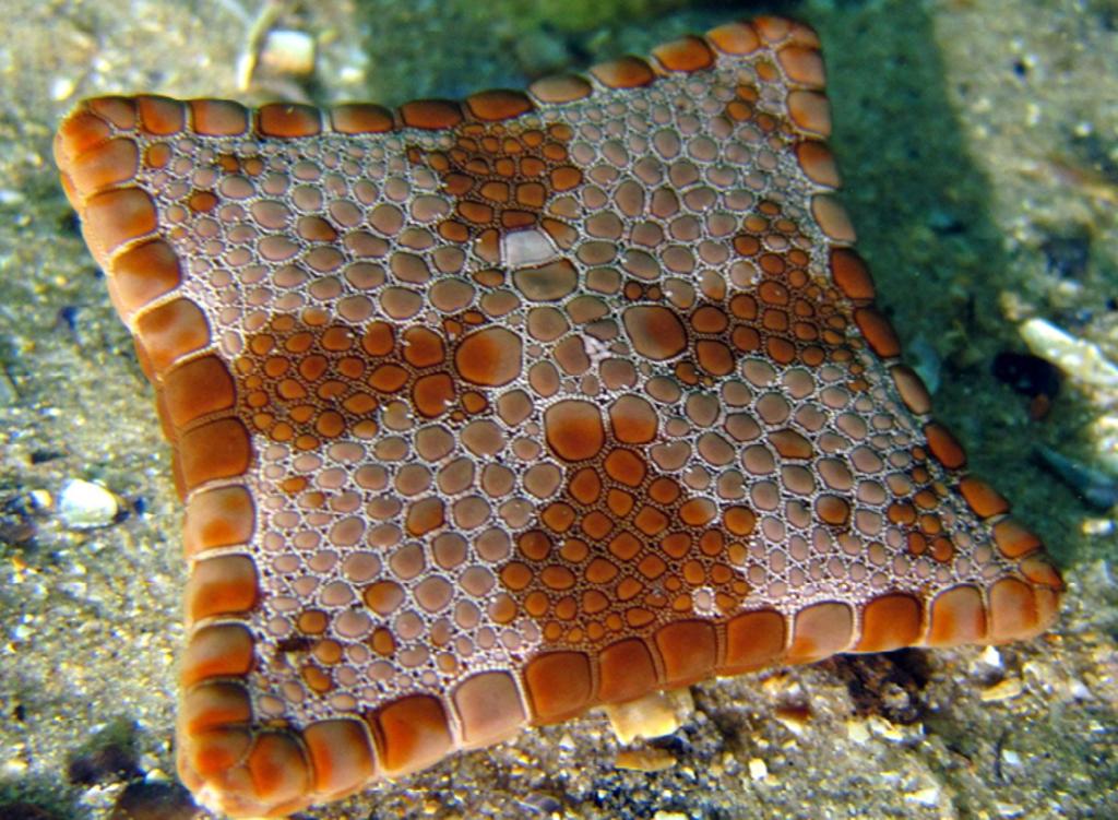 Las estrellas de mar cuadradas sí existen