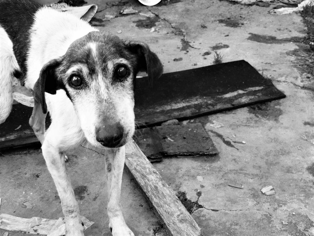 Rescatan a perros abandonados por peregrinos guadalupanos