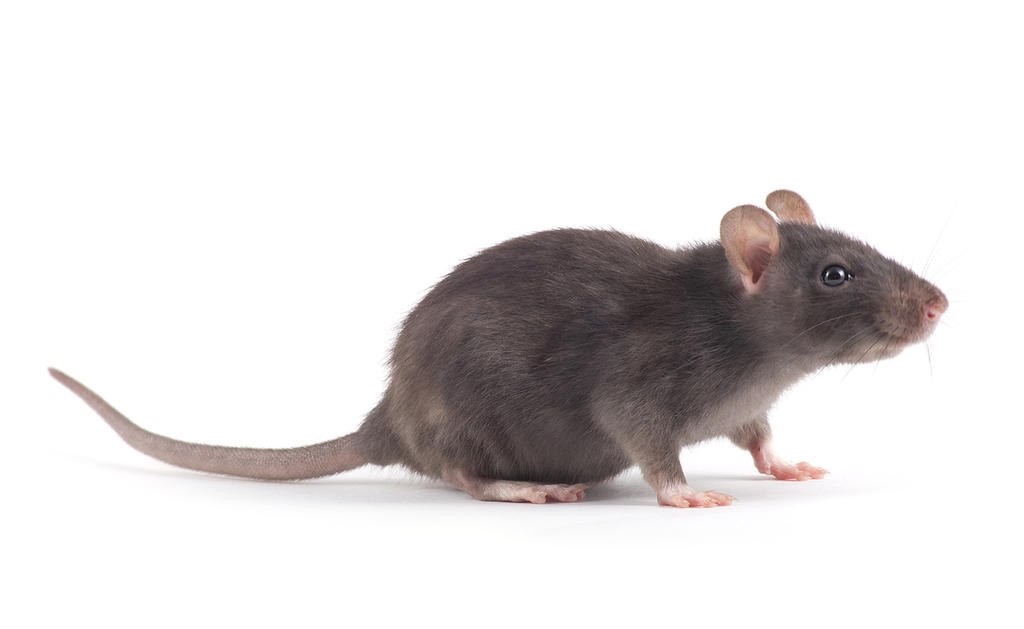 Investigadores descubren una nueva especie de rata