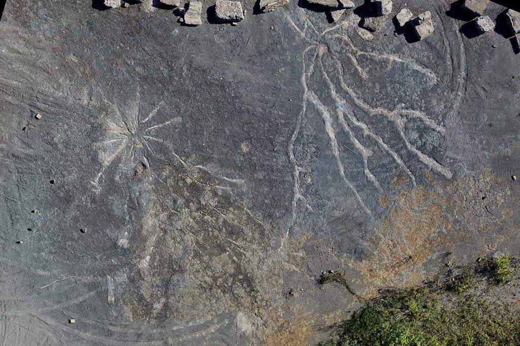 Descubren fósiles del bosque más antiguo del mundo en Nueva York