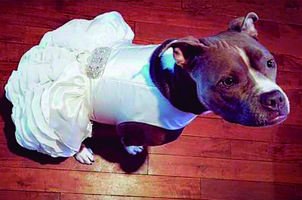 VIRAL: Novia viste a su perrita Pitbull de Dama de Honor