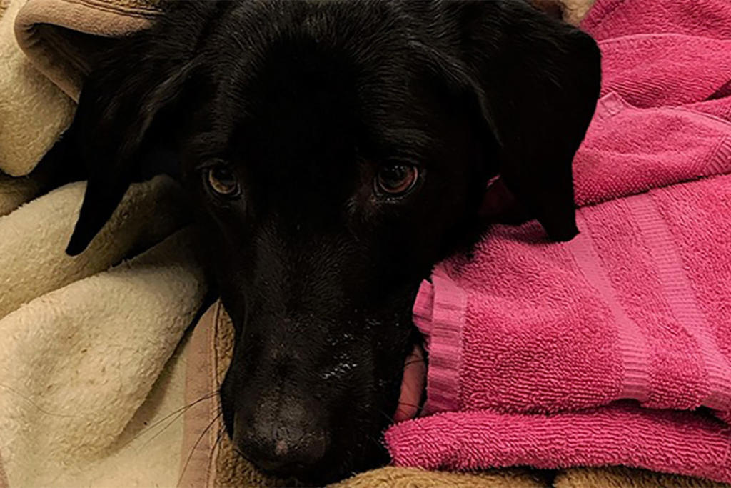 Perro es operado de emergencia tras comerse las decoraciones navideñas