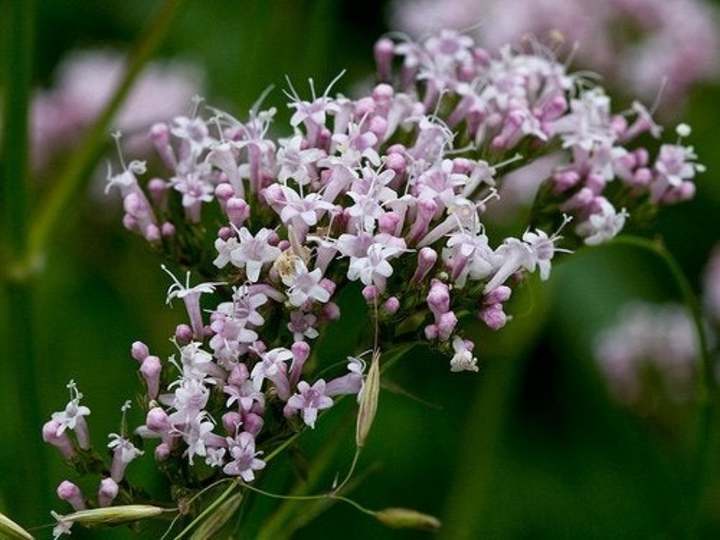 Valeriana: beneficios y efectos