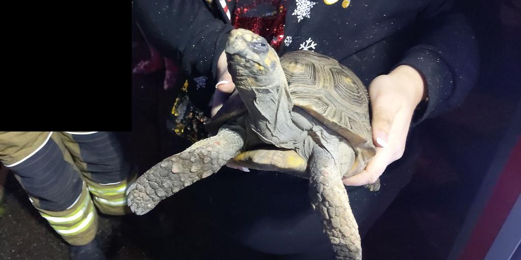 VIRAL: Tortuga incendia la casa de sus dueños en Navidad