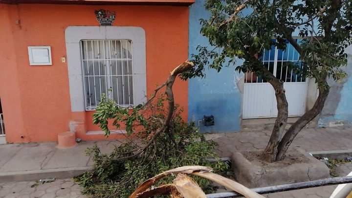 Viento provoca caída de árboles
