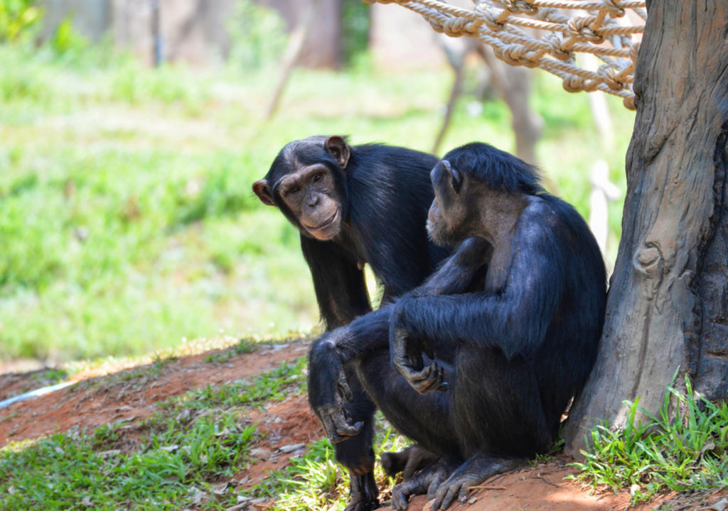 Chimpancés aprenden a usar herramientas y además transmiten este conocimiento