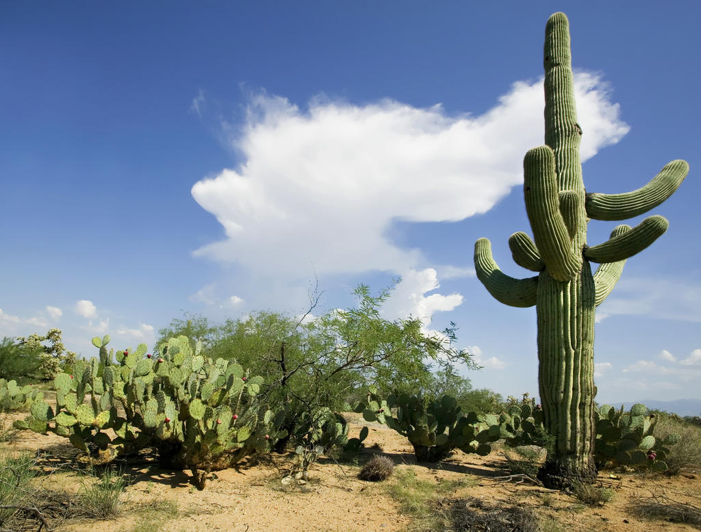 ¿Cómo interactúan las especies para sobrevivir en el desierto?