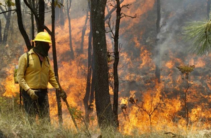 Vuelve a crecer número de brigadistas contra incendios de Conafor