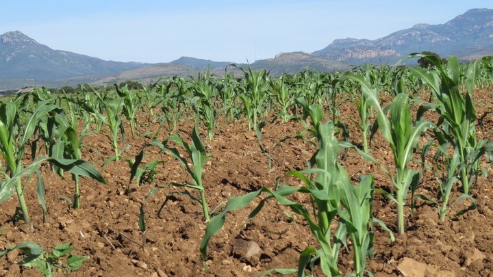 Productores reciben semilla de avena
