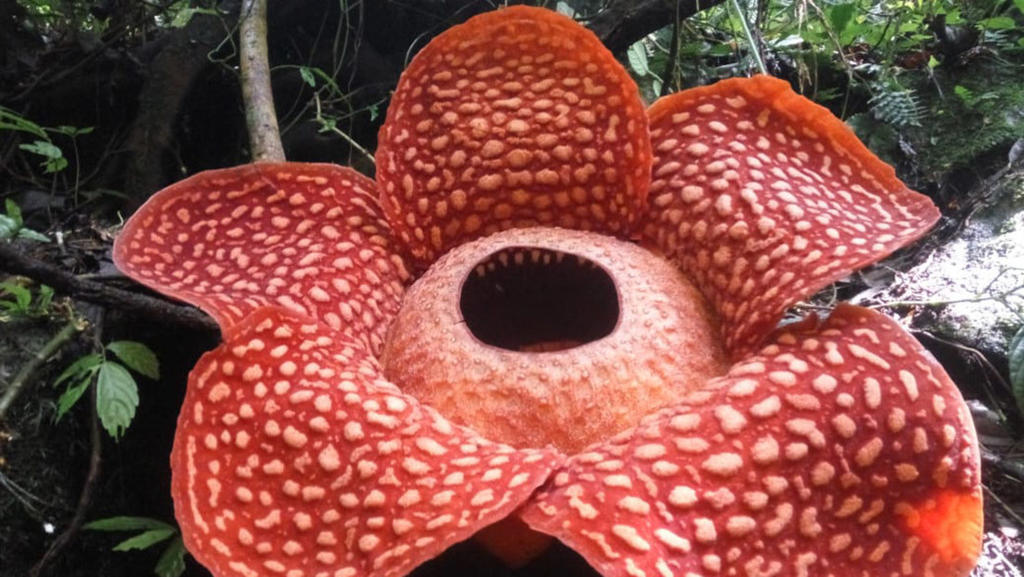 Esta es la flor ‘más grande del mundo’