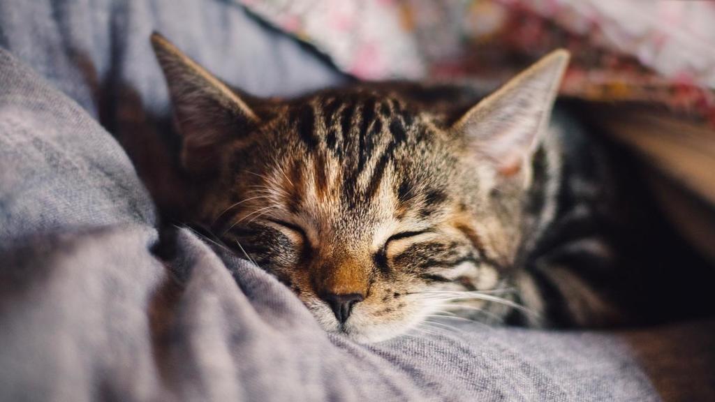 La demandan por no dejar a su mascota dormir en su cama