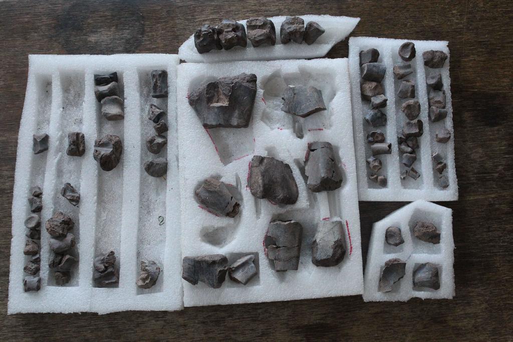 Fósiles en Patagonia podrían arrojar luz sobre la extinción de los dinosaurios