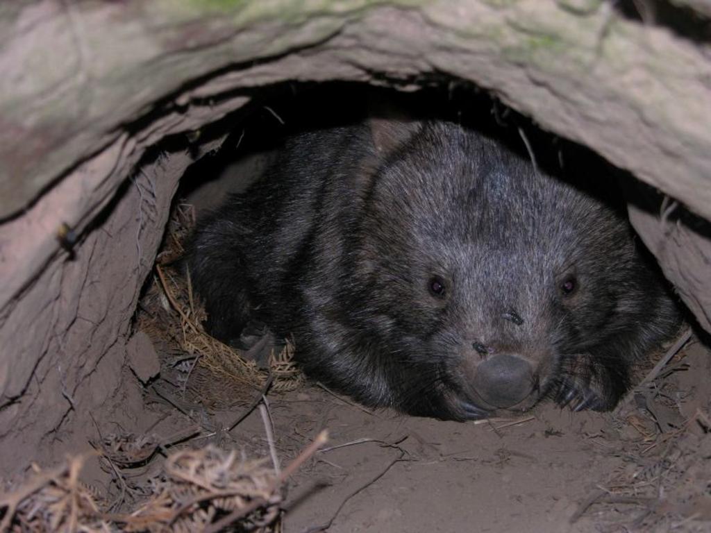 Wombats comparten madrigueras con otros animales ante incendios en Australia