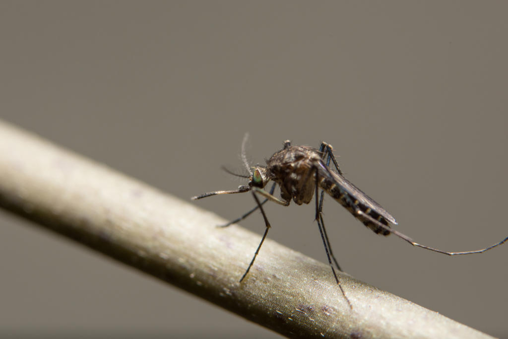 Detectan científicos especies de mosquitos invasores en la Antártida