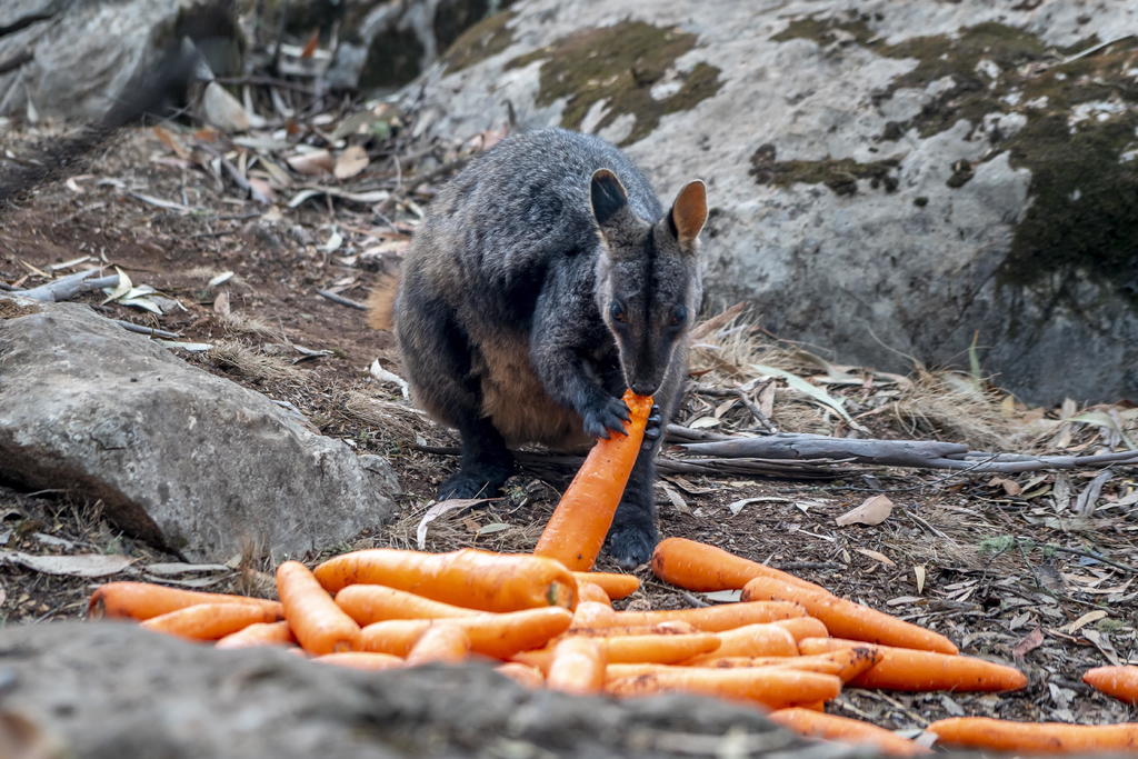 Desde helicópteros, Australia lanza comida a animales afectados por incendios