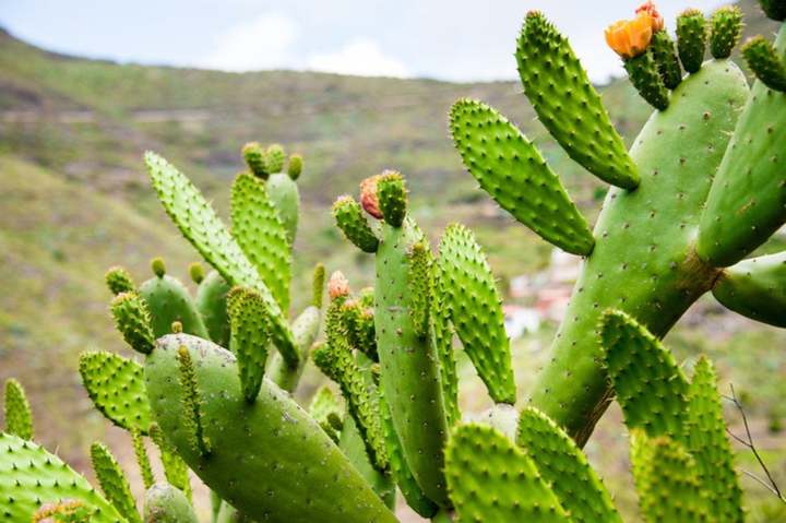 Nopal, fuente de vitaminas