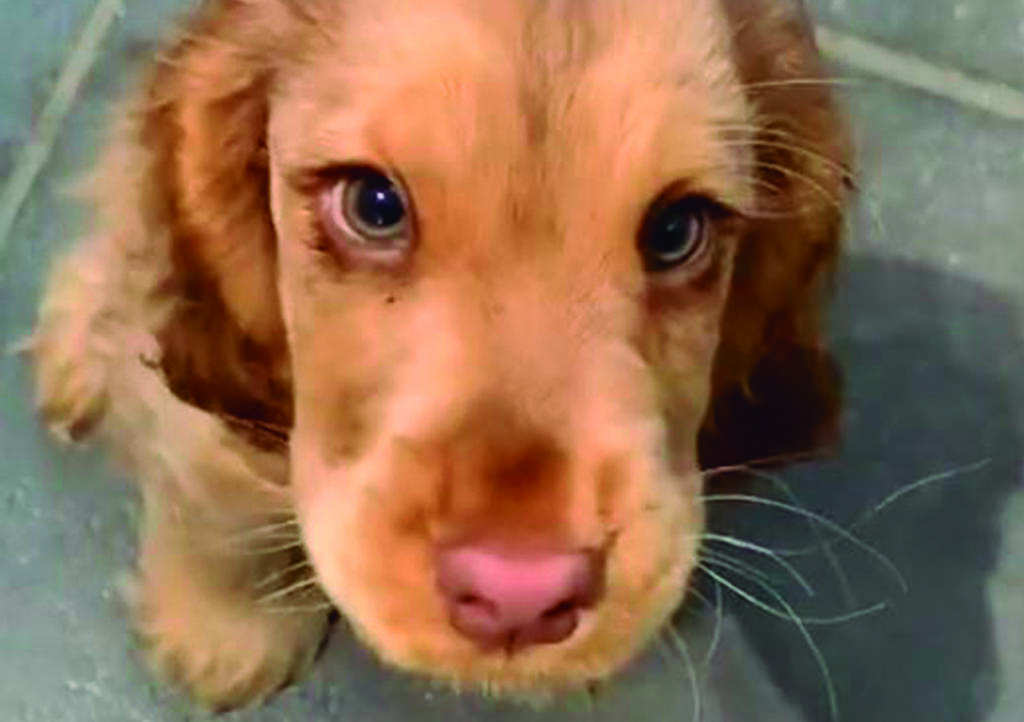 VIRAL: La perrita Cocker de los 'ojos hermosos' que enamoró a miles