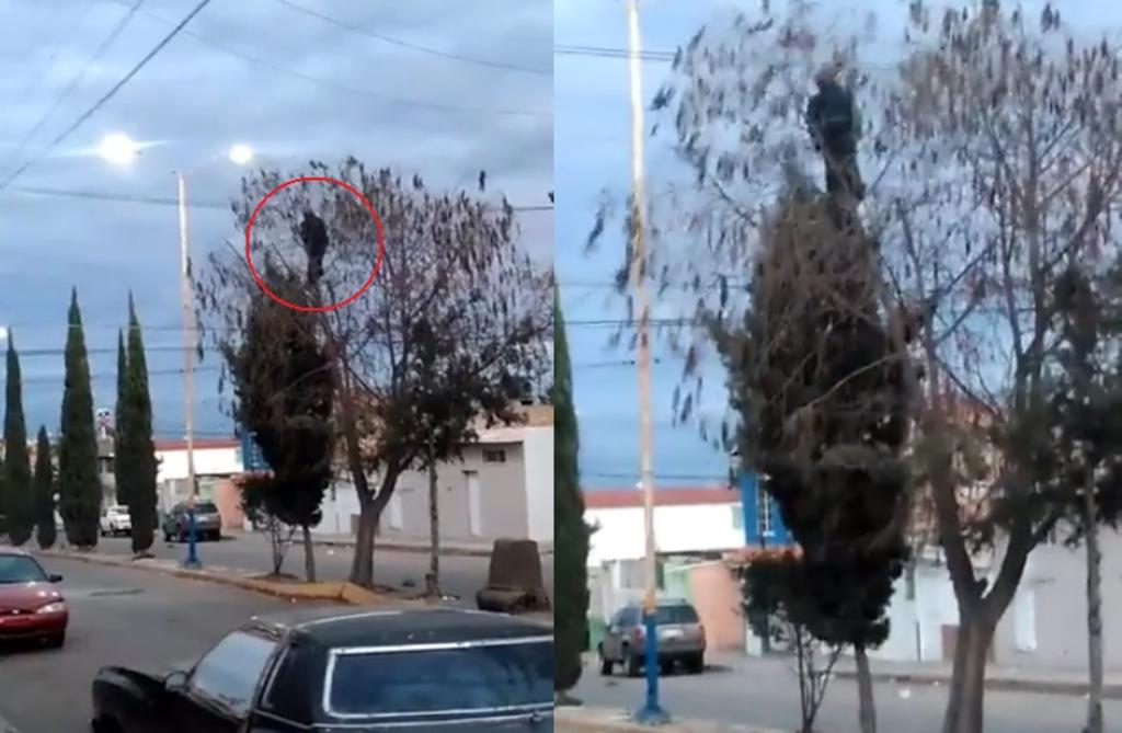 VIRAL: Hombre desconcierta al mecerse sobre un árbol en Durango