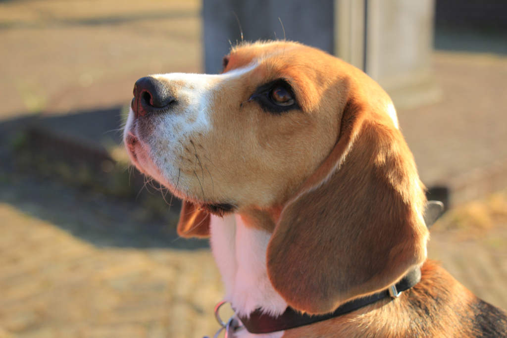 El perro Beagle y su gran capacidad de caza