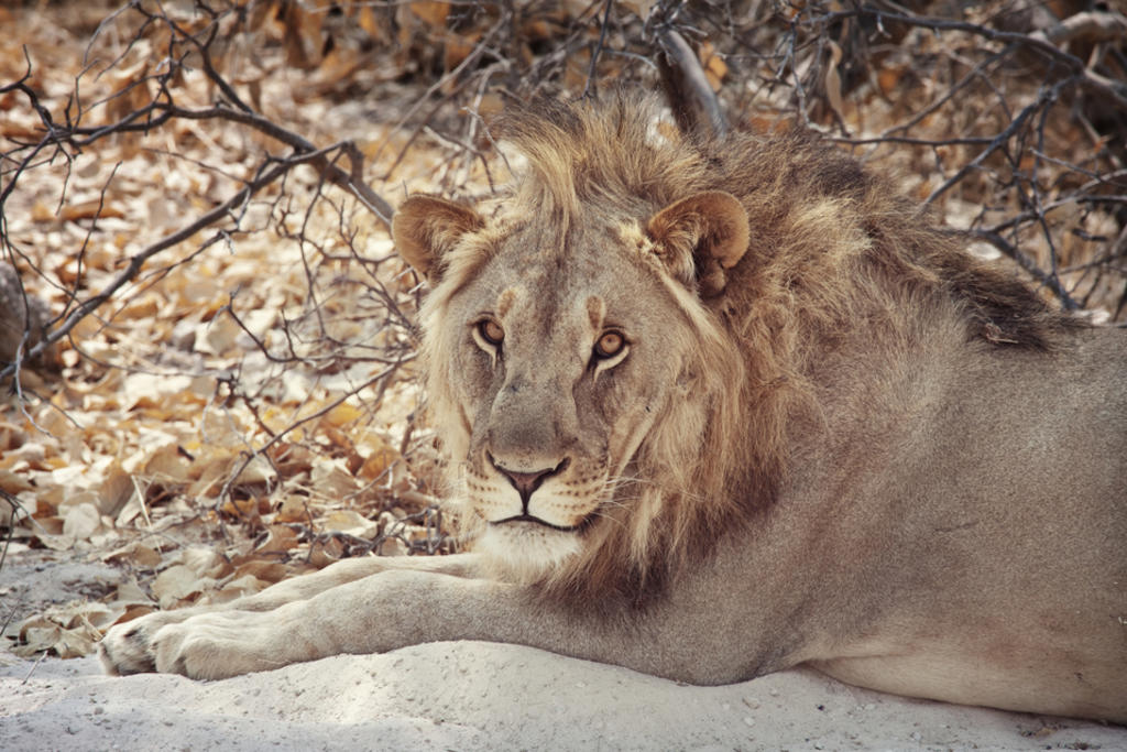 León del Paleolítico encontrado en España era más grande que los actuales