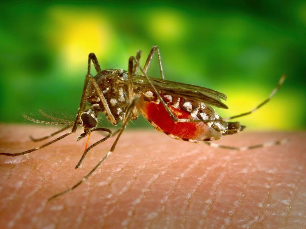 ¿Dónde se esconden los mosquitos en los meses de invierno?