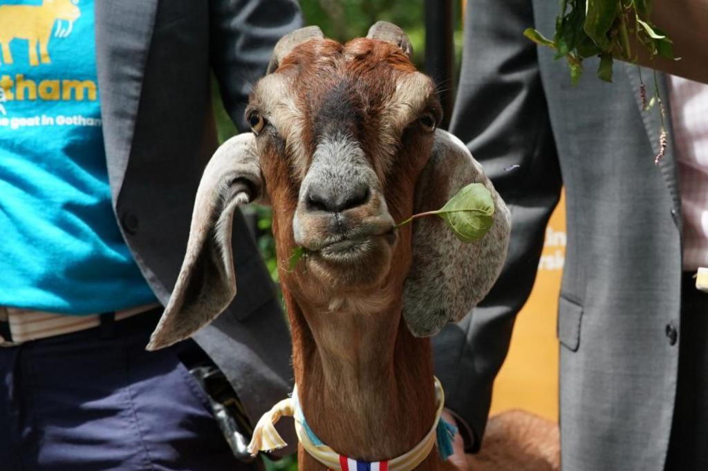 Piden ayuda por un niño llorando pero era una cabra atorada en una valla