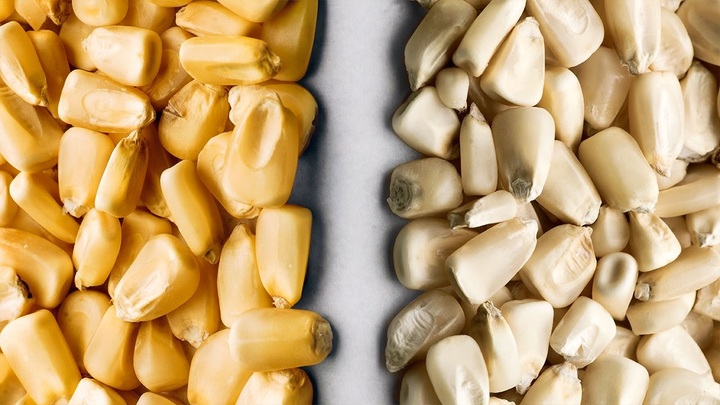 ¿Maíz blanco o amarillo?