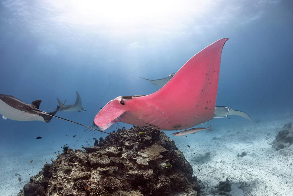 Captan en imágenes a la única mantarraya rosa conocida en el mundo