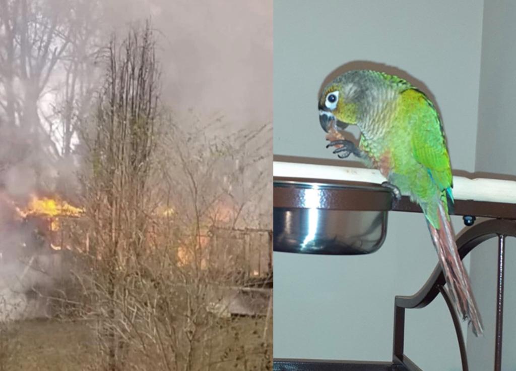 Perico grita ‘fuego’ para advertir a su familia de un incendio