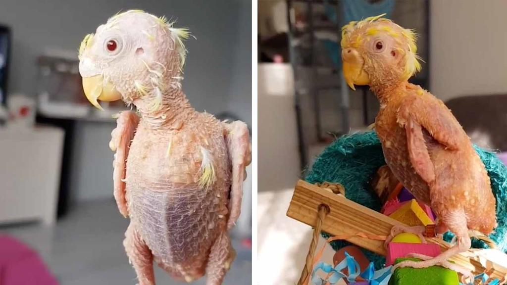 Coco, el ave tan estresada que ya no puede crecer plumas