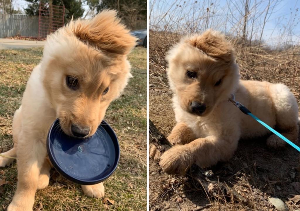 Rae, el cachorro con una oreja en medio de su cabeza