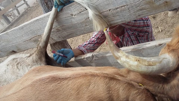Realizan prueba de tuberculosis a ganado