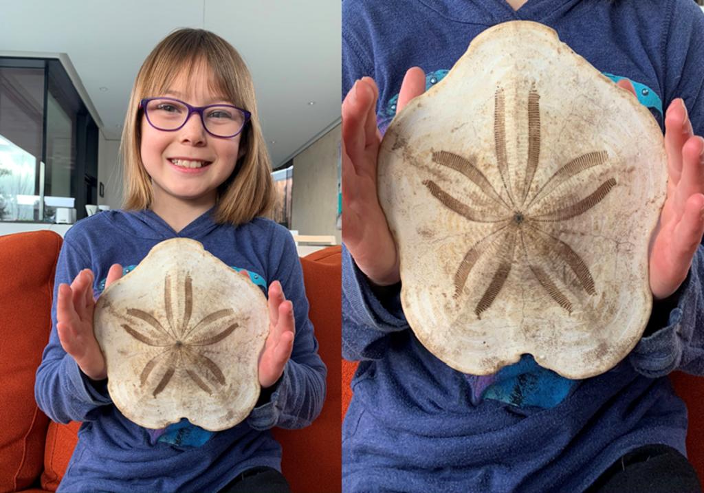 Encuentra la galleta de mar más grande del mundo