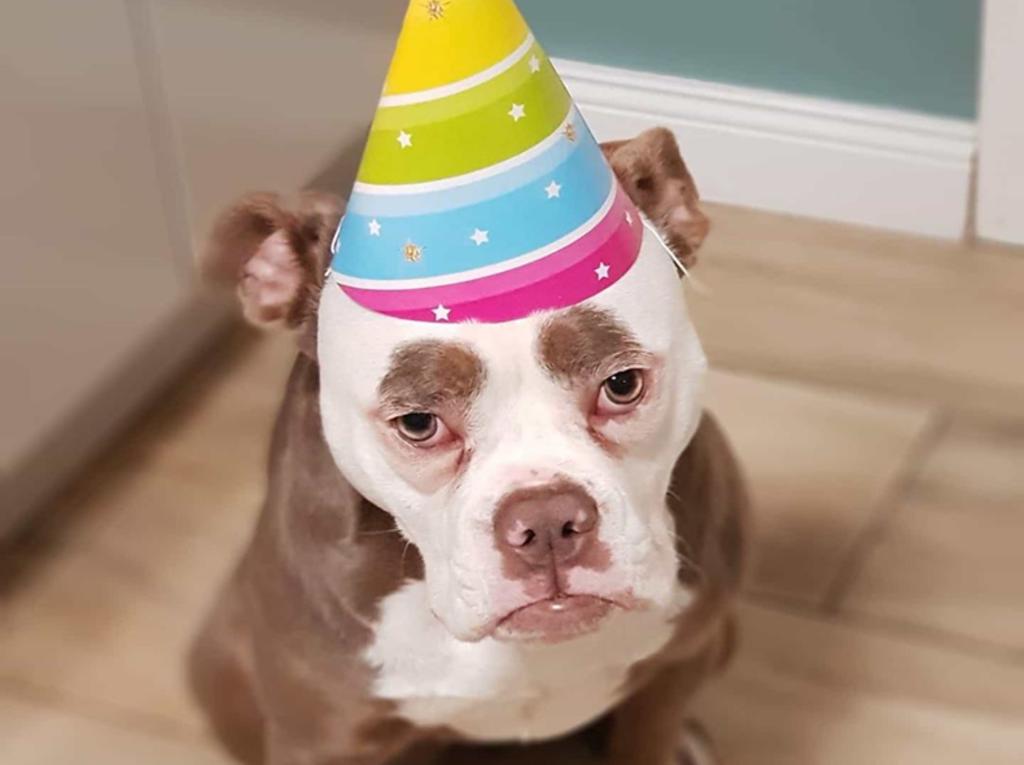 Madame Eyebrows, el perro que parece siempre estar triste