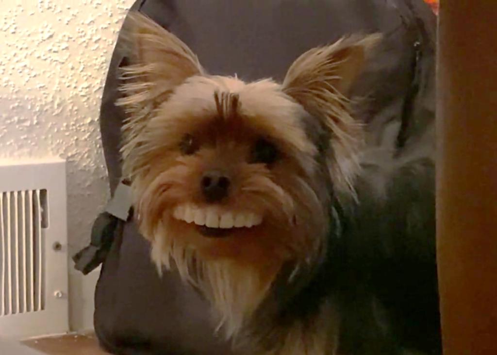 Perro se pone una dentadura postiza y se hace viral