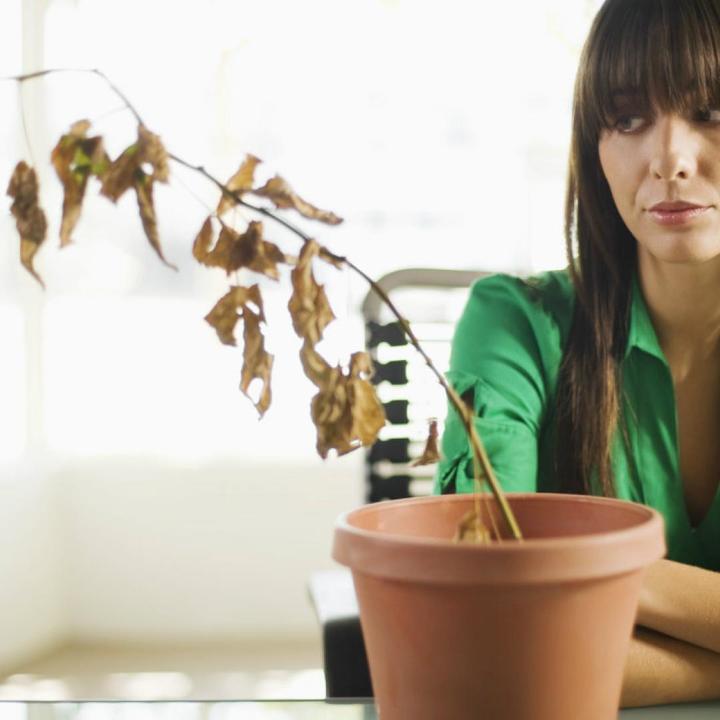 Trucos para revivir una planta marchita