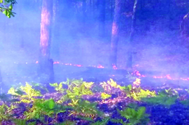 Disminuyen incendios forestales