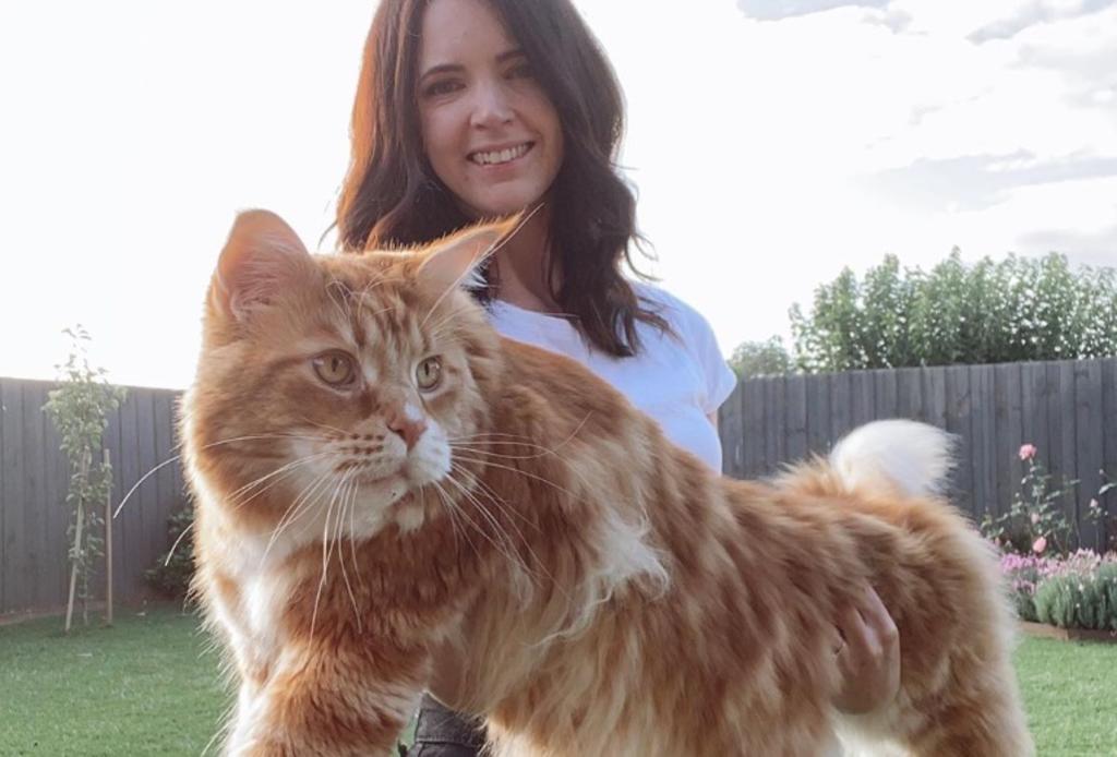 'Omar', el gato 'más grande del mundo' con más de un metro de largo