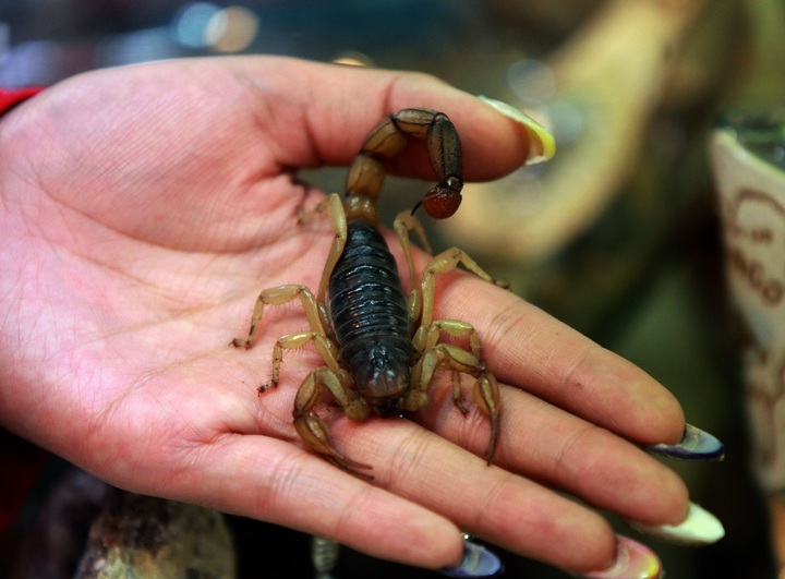 Promedio, 66 víctimas de alacrán