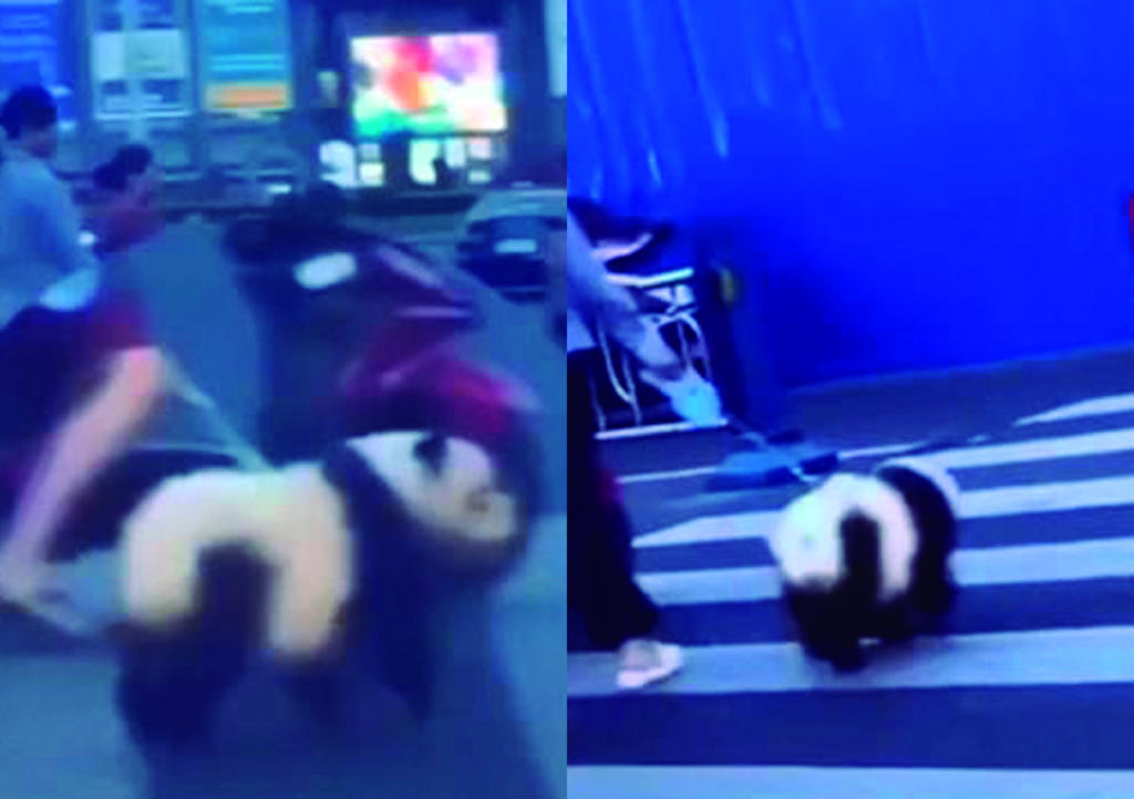 Denuncian a mujer por pasear a panda con correa y resulta ser un Chow Chow