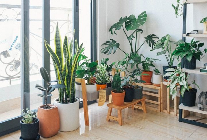 ¿Cómo cuidar las plantas?