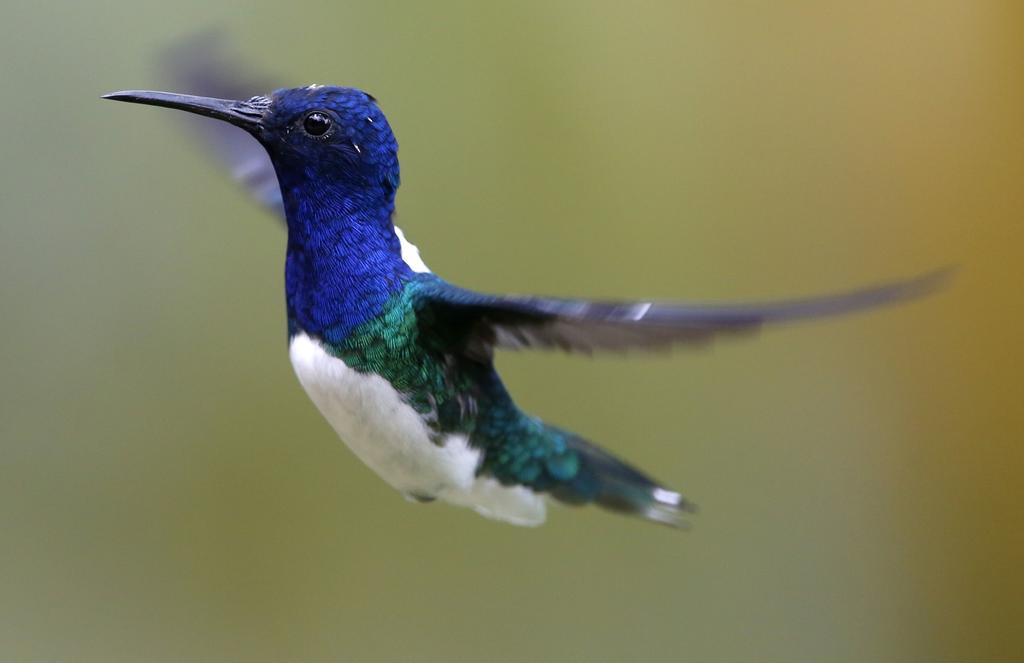 Colibrís, capaces de ver colores que los humanos no pueden percibir