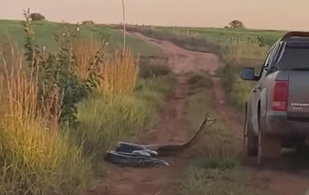 VIRAL: Anaconda de 7 metros intenta atacar a familia en una camioneta