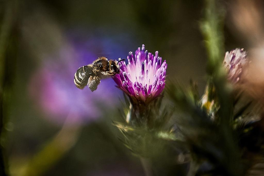 Polinizar con burbujas, estrategia ante desaparición de abejas