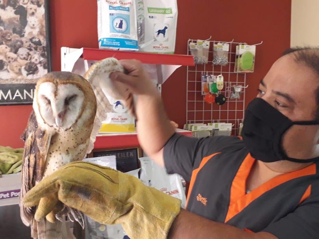 En Gómez Palacio rescatan lechuza lesionada en el parque Morelos