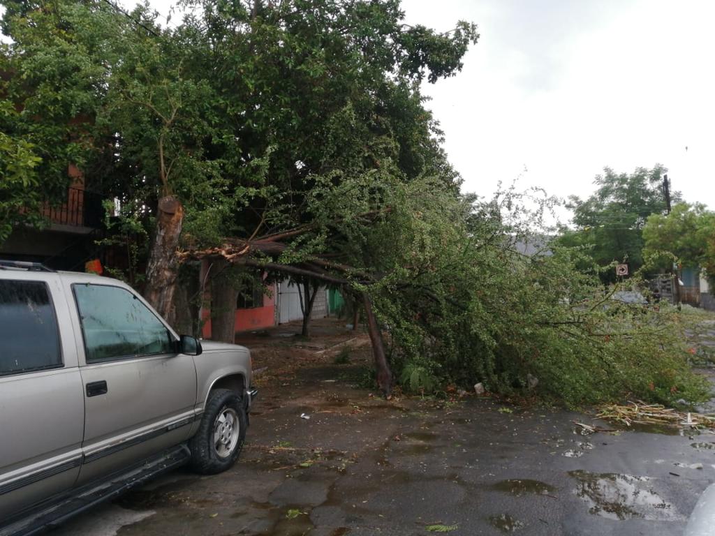 Tolvanera deja árboles caídos y otras afectaciones en Gómez Palacio